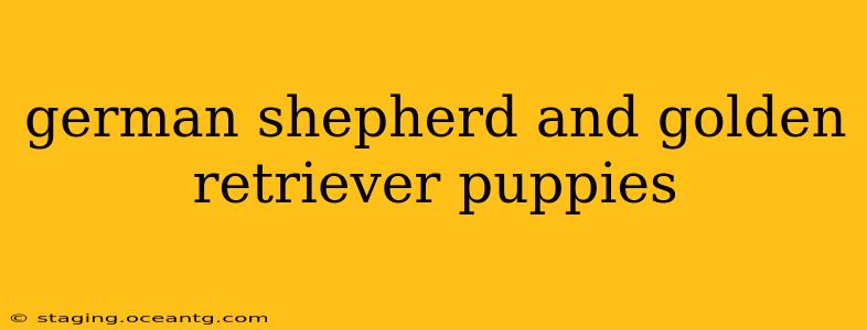 german shepherd and golden retriever puppies
