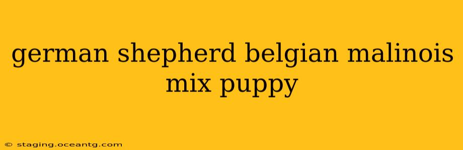german shepherd belgian malinois mix puppy