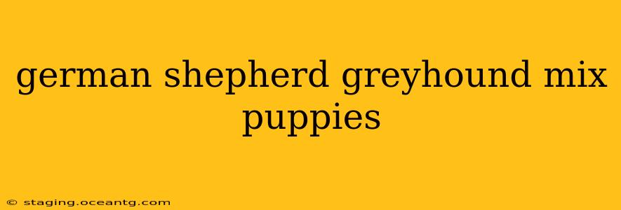 german shepherd greyhound mix puppies