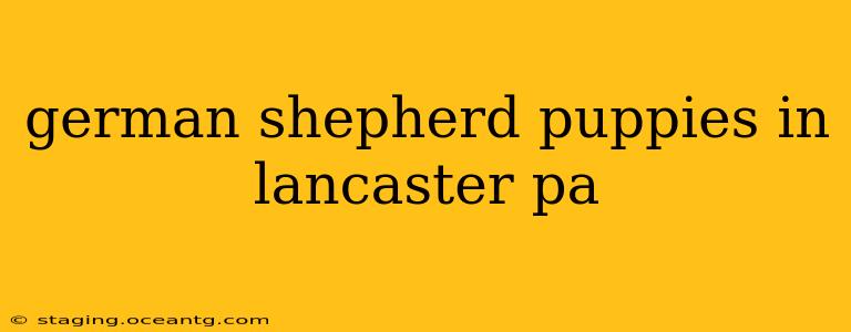german shepherd puppies in lancaster pa