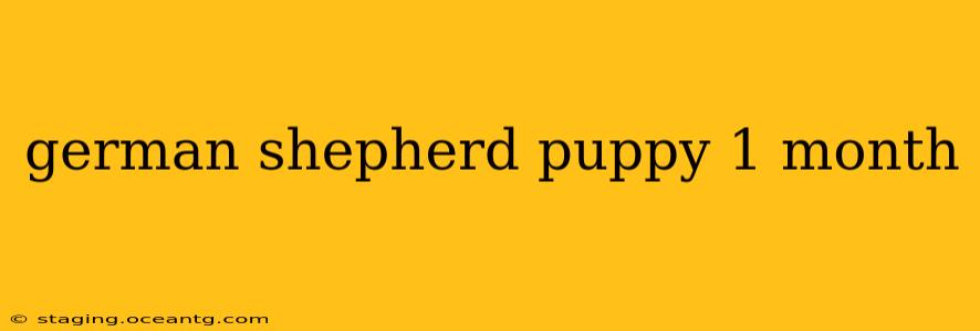 german shepherd puppy 1 month