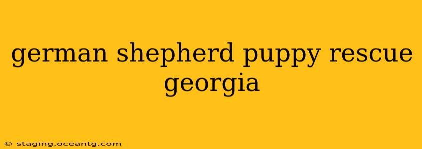german shepherd puppy rescue georgia