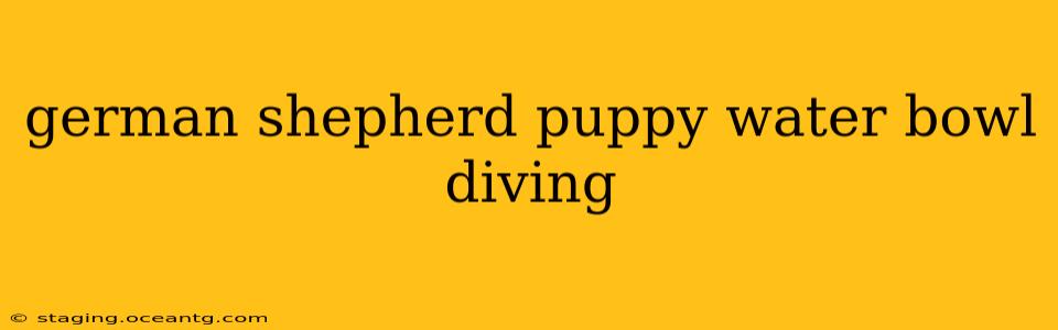 german shepherd puppy water bowl diving