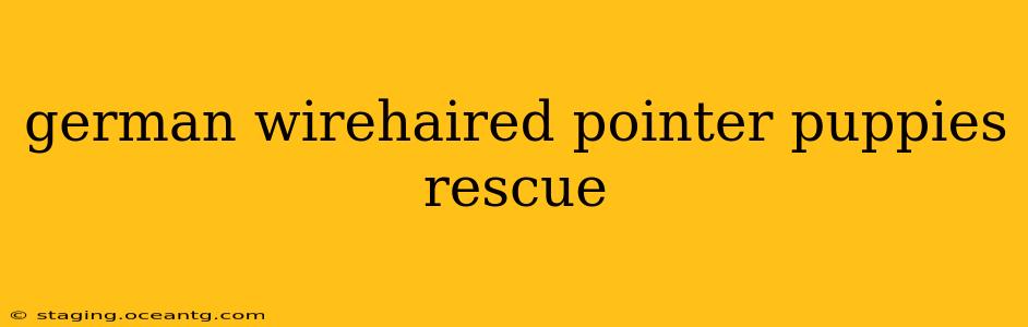 german wirehaired pointer puppies rescue