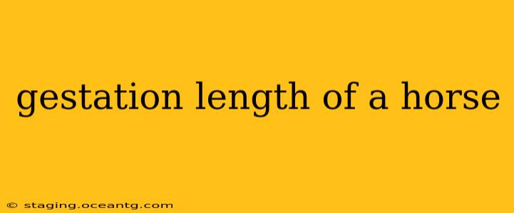 gestation length of a horse