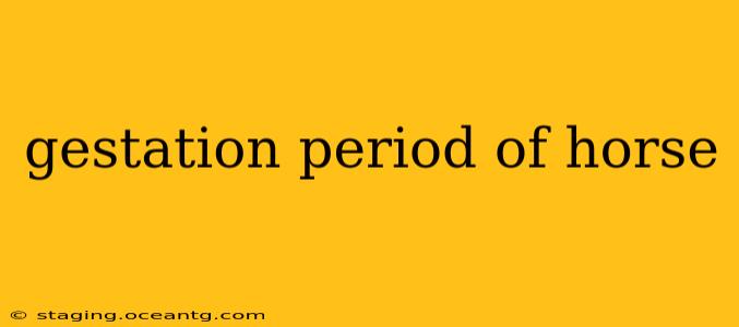 gestation period of horse