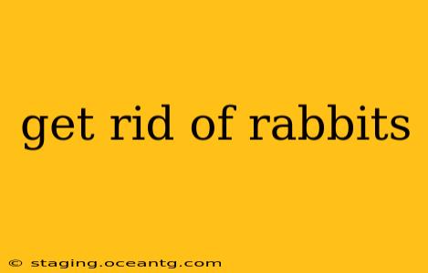 get rid of rabbits