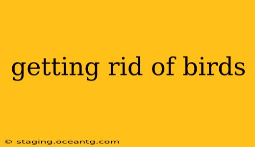 getting rid of birds