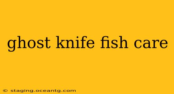 ghost knife fish care
