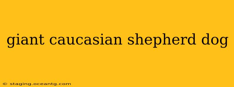giant caucasian shepherd dog