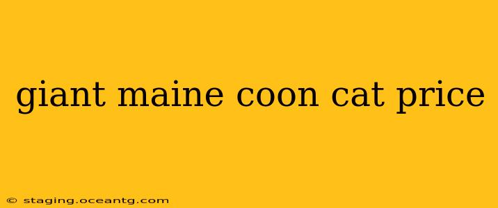 giant maine coon cat price