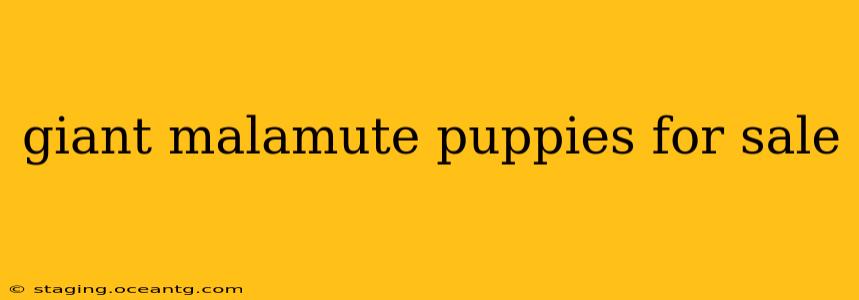 giant malamute puppies for sale