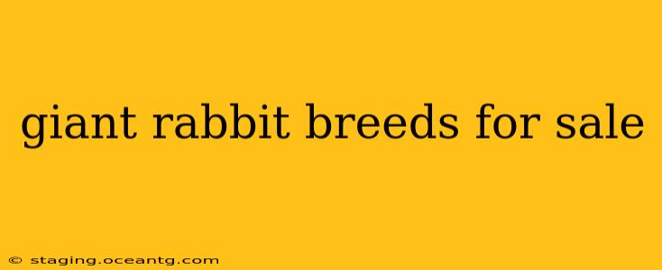 giant rabbit breeds for sale