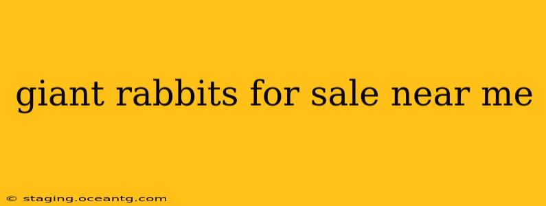 giant rabbits for sale near me