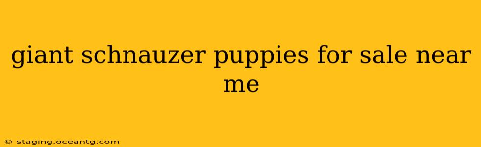 giant schnauzer puppies for sale near me