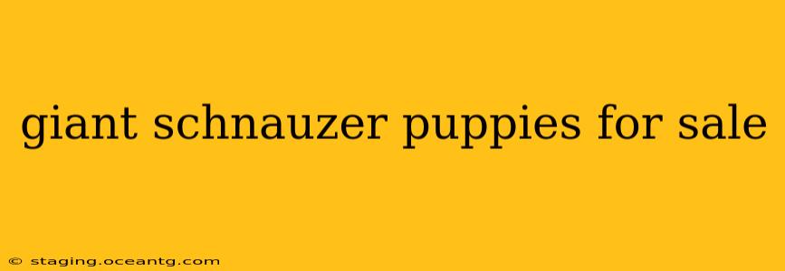 giant schnauzer puppies for sale