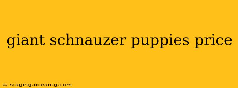 giant schnauzer puppies price