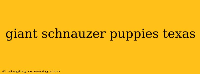 giant schnauzer puppies texas