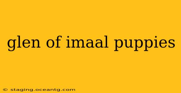 glen of imaal puppies