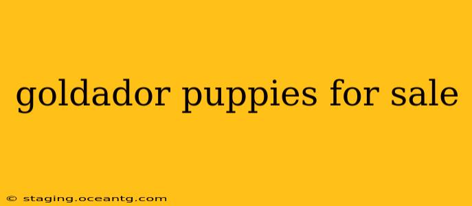 goldador puppies for sale