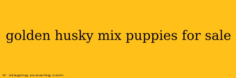 golden husky mix puppies for sale