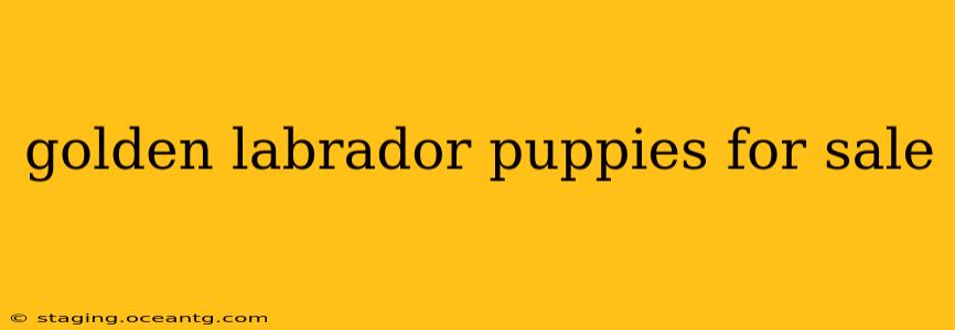 golden labrador puppies for sale