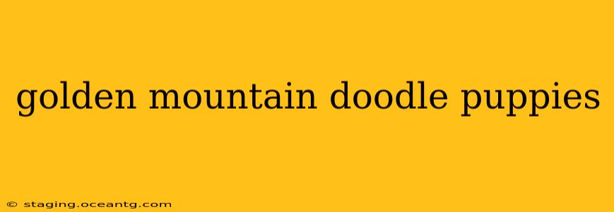 golden mountain doodle puppies