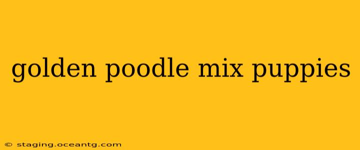golden poodle mix puppies