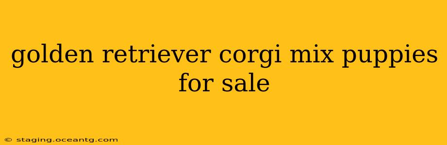 golden retriever corgi mix puppies for sale