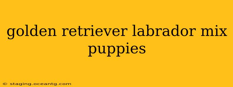 golden retriever labrador mix puppies
