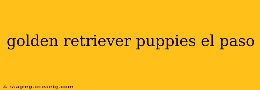 golden retriever puppies el paso
