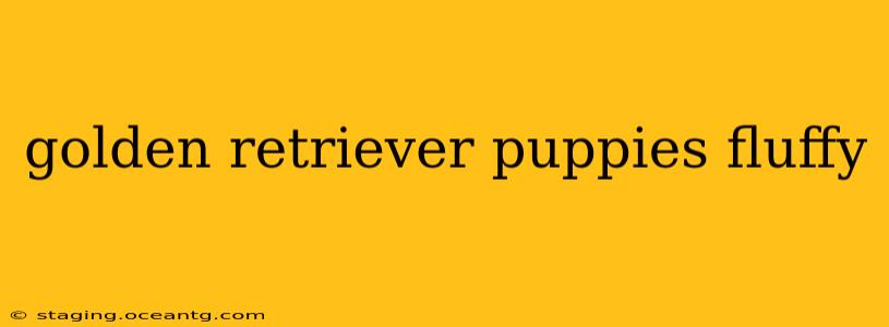 golden retriever puppies fluffy