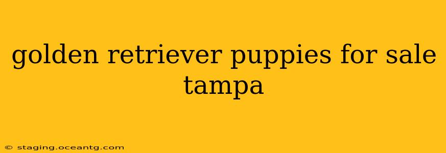 golden retriever puppies for sale tampa