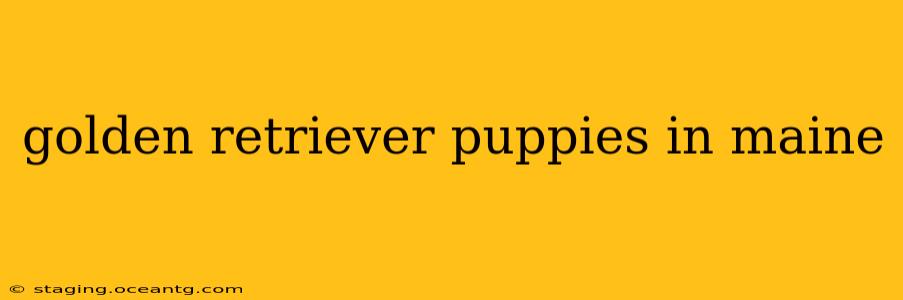 golden retriever puppies in maine