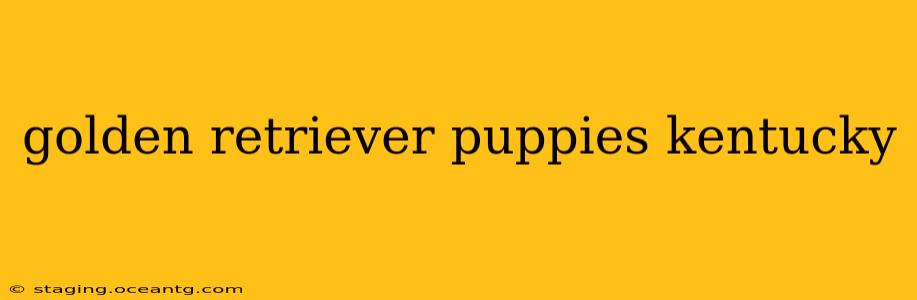 golden retriever puppies kentucky