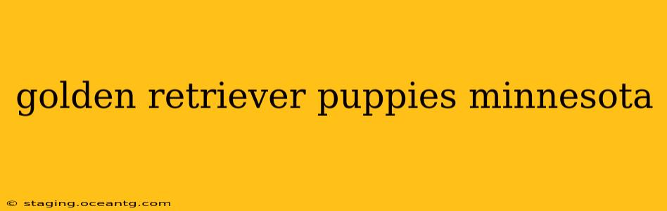 golden retriever puppies minnesota