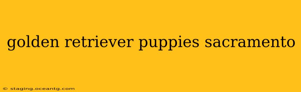 golden retriever puppies sacramento