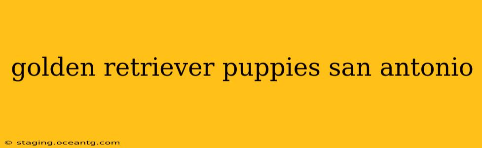 golden retriever puppies san antonio