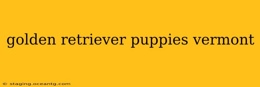 golden retriever puppies vermont