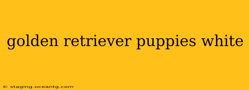 golden retriever puppies white