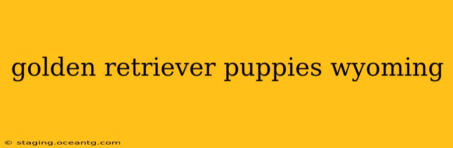 golden retriever puppies wyoming