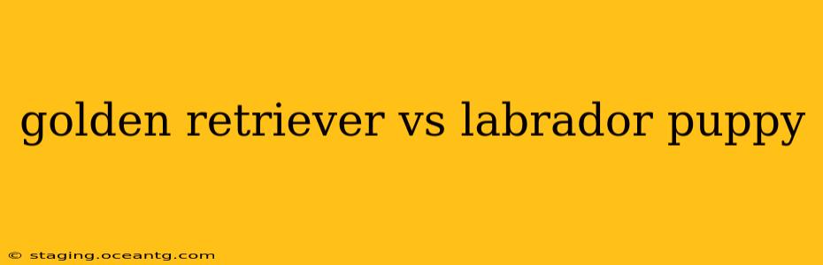 golden retriever vs labrador puppy