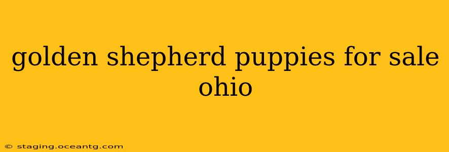 golden shepherd puppies for sale ohio