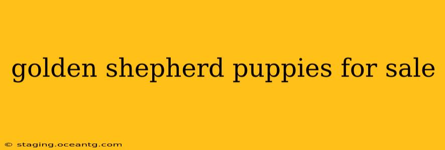 golden shepherd puppies for sale