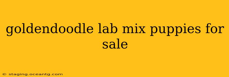 goldendoodle lab mix puppies for sale