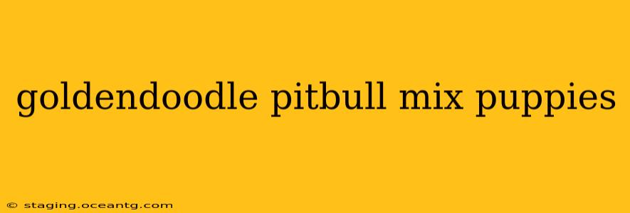 goldendoodle pitbull mix puppies