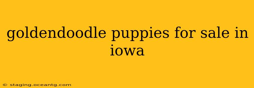 goldendoodle puppies for sale in iowa