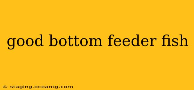 good bottom feeder fish