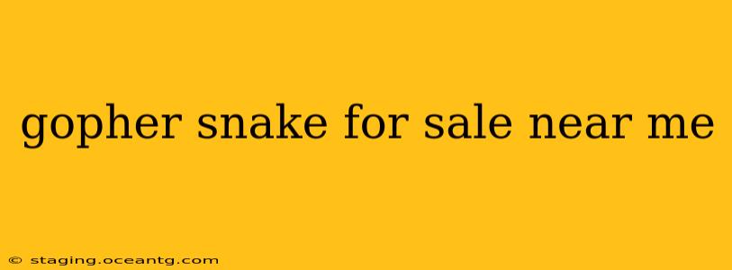 gopher snake for sale near me