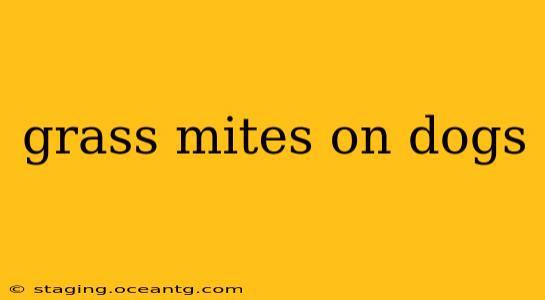 grass mites on dogs